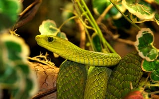 Картинка Большая зеленая змея в листьях
