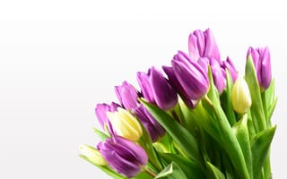 Картинка Сиреневые тюльпаны на белом фоне