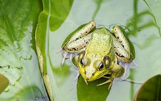 Картинка Зеленая лягушка сидит на листе в воде