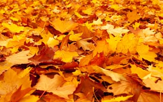 Картинка Опавшие желтые листья клена на земле