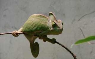 Картинка Зеленый хамелеон сидит на ветке на фоне серой стены