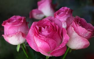 Картинка Красивые цветы розы в каплях росы