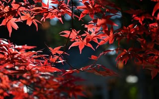Обои Красные листья в лучах солнца на дереве осенью