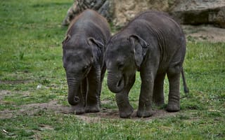 Обои Два маленьких слоненка на зеленой траве