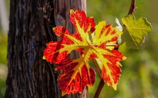Обои Красный лист на виноградной лозе осенью