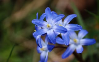 Картинка Голубые первые весенние цветы пролесок крупным планом