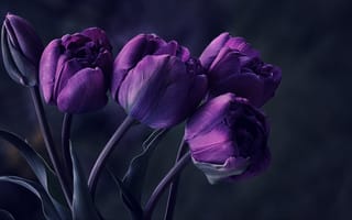 Обои Букет фиолетовых тюльпанов на сером фоне