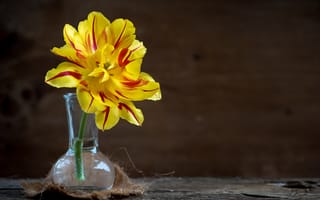 Картинка Желтый пышный цветок тюльпана в стеклянной вазе