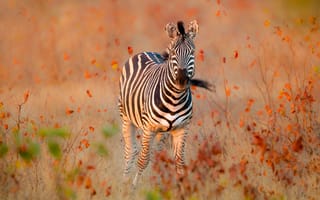Картинка Полосатая зебра идет по сухой траве