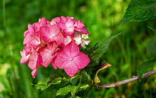 Картинка Розовые цветы гортензии в зелеными листьями