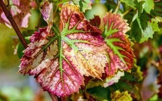 Картинка Красные листья на лозе винограда осенью