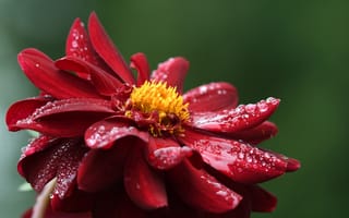 Картинка Красный цветок георгина в каплях росы крупным планом