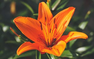 Картинка Красивый оранжевый цветок лилии крупным планом