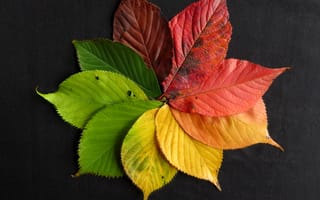 Картинка Цветок из разноцветных осенних листьев на сером фоне