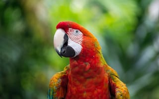 Картинка Красный большой попугай ара крупным планом