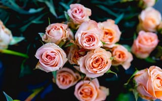 Картинка Нежные розовые розы крупным планом