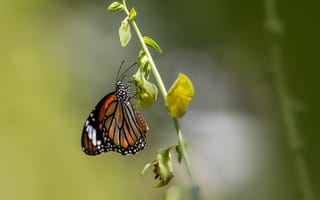 Картинка Красивая бабочка сидит на зеленой траве