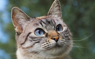 Картинка Морда голубоглазой породистой кошки