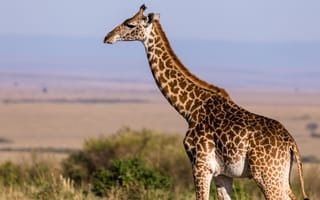 Картинка Большой пятнистый жираф гуляет по саванне