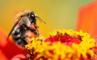 Картинка Пчела сидит на цветке циннии
