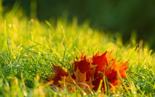 Картинка осень, осенние, время года, сезоны, сезонные, лист, растение, кленовый лист, клен, листья, листва, трава