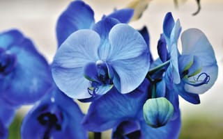 Картинка цветок, цветы, растение, растения, цветочный, орхидея, цветущий, синий