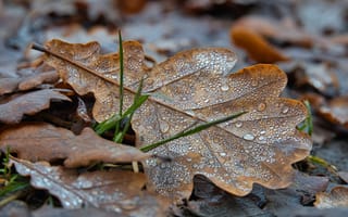 Картинка осень, осенние, время года, сезоны, сезонные, лист, растение, листья, листва, капли, капли воды, капли дождя, дождь, роса, влага, влажный, капля росы, дуб, дубовый, сухой