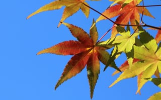 Картинка осень, осенние, время года, сезоны, сезонные, кленовый лист, лист, клен, листья, листва, ветка