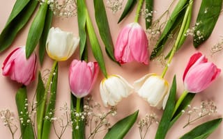 Картинка цветок, цветы, растение, растения, цветочный, тюльпан, цветущий, белый, розовый