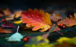 Картинка осень, осенние, время года, сезоны, сезонные, лист, растение, листья, листва