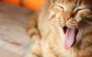 Картинка кошки, кошка, кошачьи, домашние, животные, язык, смешной, полосатый, рыжий