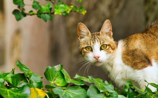 Картинка кошки, кошка, кошачьи, домашние, животные, зеленые листья