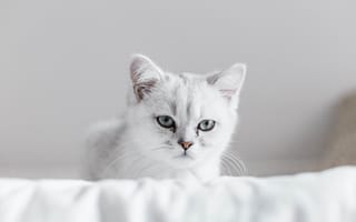 Картинка кошки, кошка, кошачьи, домашние, животные, смешной, белый