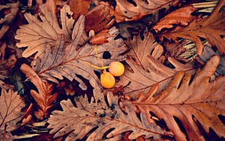 Картинка осень, осенние, время года, сезоны, сезонные, лист, растение, листья, листва, дуб, желудь