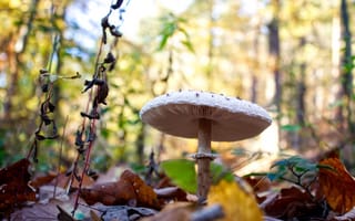 Картинка природа, гриб, осень, лист
