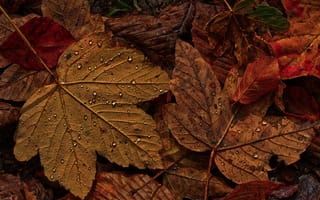 Картинка осень, осенние, время года, сезоны, сезонные, кленовый лист, лист, клен, листья, листва, капля, капли, жидкость, влага