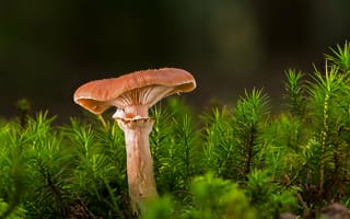 Картинка природа, гриб, мох