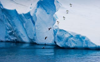 Картинка Пингвины прыгают в море с высокого айсберга