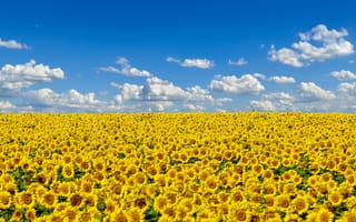 Картинка Большое поле желтых украинских подсолнухов