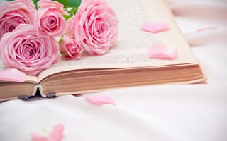 Картинка роза, цветок, букет, лепесток, лепестки, книга, цветы, растение, растения, цветочный, розовый