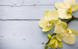 Картинка орхидея, цветок, цветущий, цветы, растение, растения, цветочный