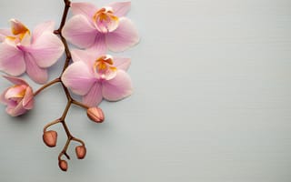 Картинка орхидея, цветок, цветущий, цветы, растение, растения, цветочный, розовый