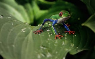 Картинка лягушка, жаба, земноводные, животные, лист, растение