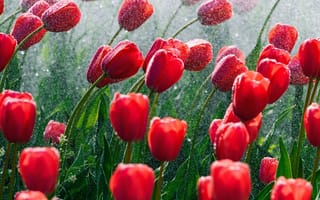 Картинка тюльпан, цветок, цветущий, цветы, растение, растения, цветочный, капли, капли воды, капли дождя, дождь, роса, влага