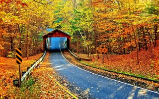 Картинка осень, осенние, время года, сезоны, сезонные, дорога, лес, деревья, дерево, природа