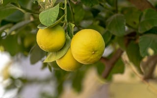 Картинка лимон, цитрус, фрукт, кислый, фрукты