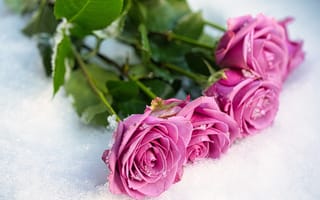 Картинка роза, цветок, цветы, растение, растения, цветочный, снег
