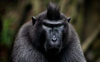 Картинка макака, обезьяна, примат, животное, животные, природа, черный