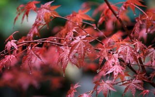 Картинка осень, осенние, время года, сезоны, сезонные, лист, растение, клен, капли, капли воды, капли дождя, дождь, роса, влага, красный
