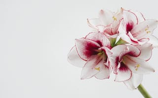 Картинка амариллис, цветок, цветы, растение, растения, цветочный, белый